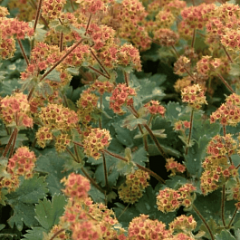 Манжетка красночерешковая