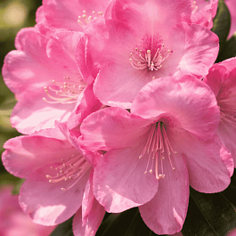 Рододендрон гибридный Pink Titan