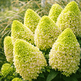 Гортензия метельчатая Little Lime