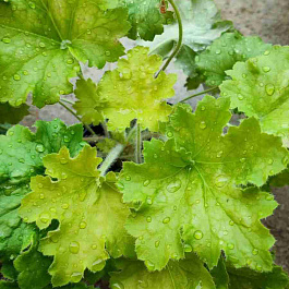 Гейхера Lemon love