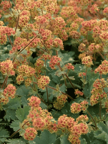 Манжетка красночерешковая