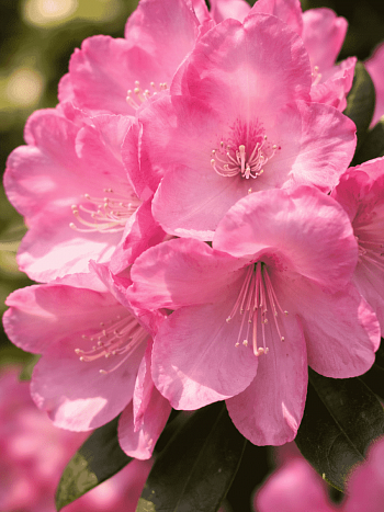 Рододендрон гибридный Pink Titan