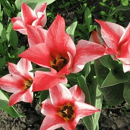 Тюльпан ботанический Czaar Peter