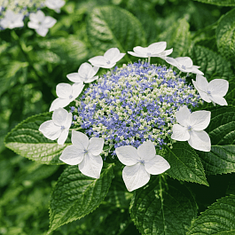 Гортензия крупнолистная Lanarth White