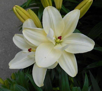 Лилия азиатская махровая Аарон