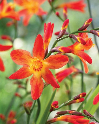 Крокосмия Кармин Бриллиант