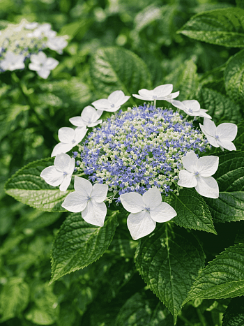 Гортензия крупнолистная Lanarth White