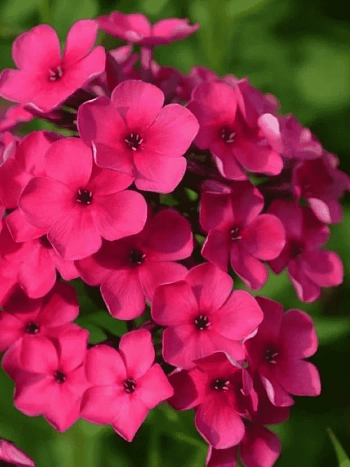 Флокс метельчатый Бон Бон