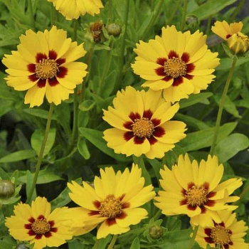 Кореопсис ланцетовидный Стенталер