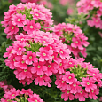 Вербена Empress Flair Pink