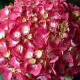 Гортензия Endless summer red 