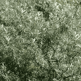 Облепиха крушиновидная  Pollmix