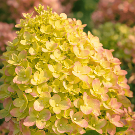 Гортензия метельчатая Little Passion