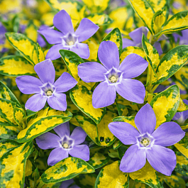 Барвинок малый Illumination