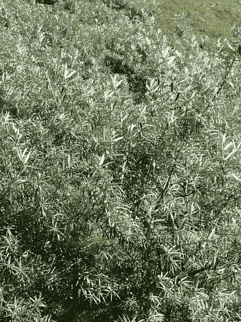 Облепиха крушиновидная  Pollmix