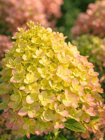 Гортензия метельчатая Little Passion