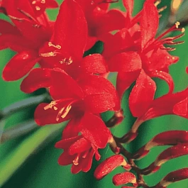 Крокосмия Lucifer