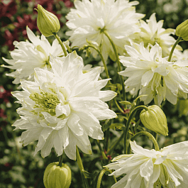 Аквилегия обыкновенная Barlow White