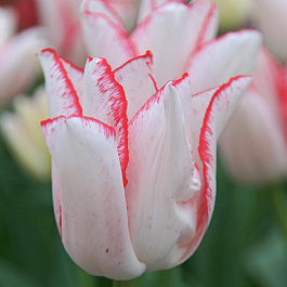 Тюльпан Триумф Бьюти Тренд