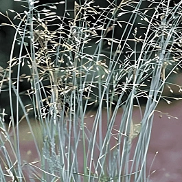 Мятлик сизый Blue Hills