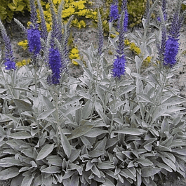 Вероника колосистая Incana