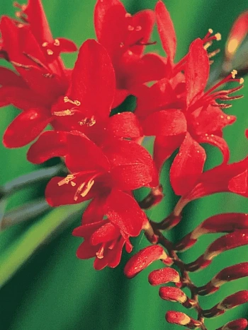 Крокосмия Lucifer