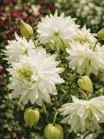 Аквилегия обыкновенная Barlow White