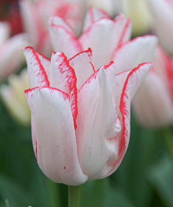 Тюльпан Триумф Бьюти Тренд