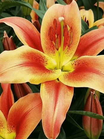 Лилия Montego Bay