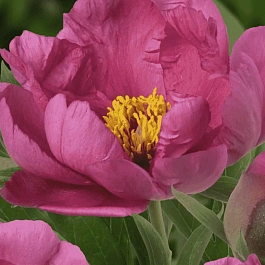 Пион ИТО Pink Ardour