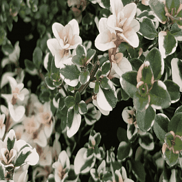 Тимьян блошиный Foxley