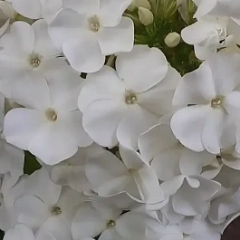 Флокс метельчатый Rembrandt