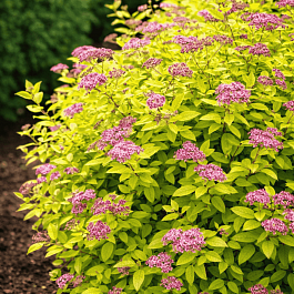 Спирея японская Golden princess