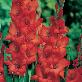 Гладиолус крупноцветковый Евровижн Гладиолус крупноцветковый Евровижн