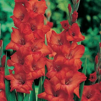 Гладиолус крупноцветковый Евровижн