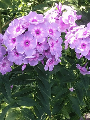 Флокс метельчатый Rainbow Dancer