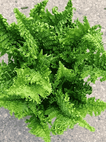 Щитовник мужской Crispa