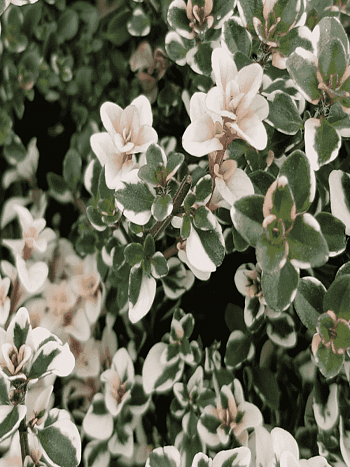 Тимьян блошиный Foxley