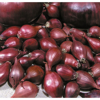 Лук севок Кармен МС (красный) Лук севок Кармен МС (красный)