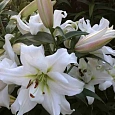 Лилия White Eyes