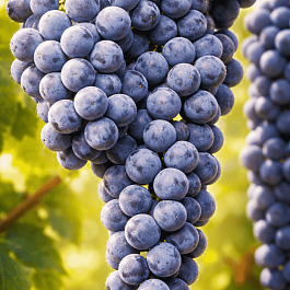 Виноград культурный Marechal Foch