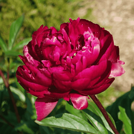 Пион Молочноцветковый Peter Brand