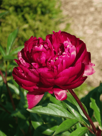 Пион Молочноцветковый Peter Brand