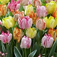 Тюльпан Смесь Окрасок
