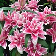 Лилия Roselily Bianca