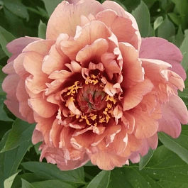 Пион ИТО Berry Garcia