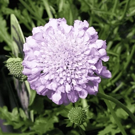Скабиоза  голубиная Pink Mist