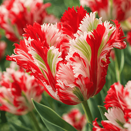 Тюльпан попугайный Estella Rijnveld