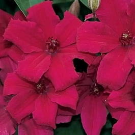 Клематис Kardynal Wyszynski