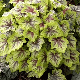 Гейхерелла Fire Frost